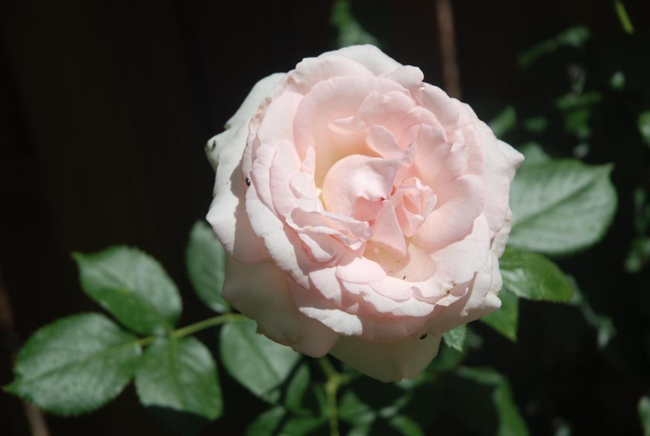 ジヴェルニー Rose Garden Mezzanine Bed & Breakfast エクステリア 写真